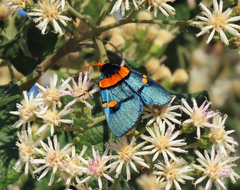 Egybolis vaillantina