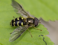 Dasysyrphus venustus