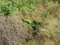 Limonium platyphyllum