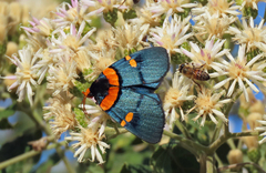 Egybolis vaillantina