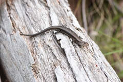 Pseudemoia entrecasteauxii