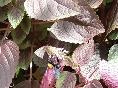 Xylocopa aestuans
