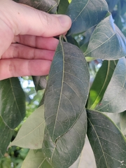 Lannea coromandelica