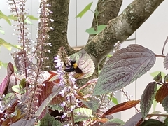 Xylocopa aestuans