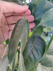 Lannea coromandelica