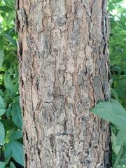 Lannea coromandelica