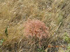 Goniolimon tataricum