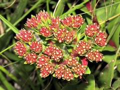 Crassula vaginata minuta