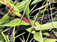 Crassula vaginata minuta