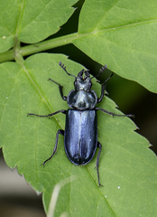 Platycerus caraboides