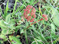 Crassula vaginata minuta