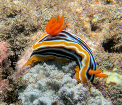 Chromodoris magnifica
