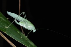 Anaulacomera