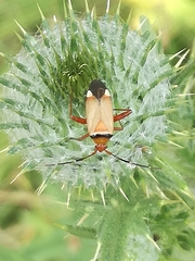 Adelphocoris vandalicus
