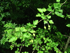 Crataegus microphylla
