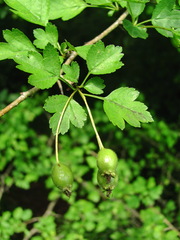 Crataegus microphylla