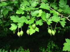 Crataegus microphylla