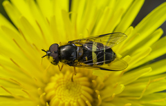 Dasysyrphus tricinctus