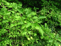 Crataegus microphylla