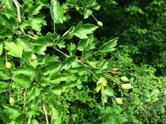 Crataegus microphylla