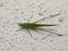 Euconocephalus varius