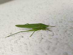 Euconocephalus varius