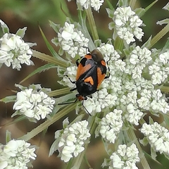 Deraeocoris schach