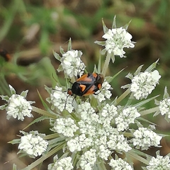 Deraeocoris schach