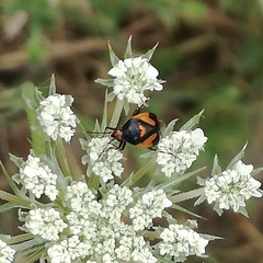 Deraeocoris schach