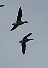 Branta bernicla
