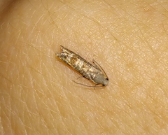 Battaristis vittella