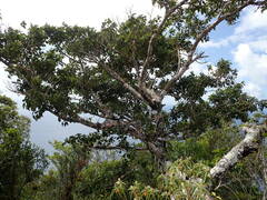 Ficus citrifolia