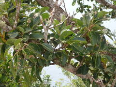 Ficus citrifolia