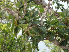 Ficus citrifolia
