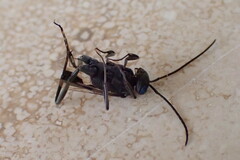 Evania appendigaster