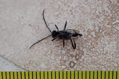 Evania appendigaster