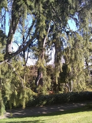 Picea smithiana