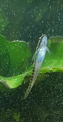 Stiphodon