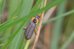 Cantharis nigricans