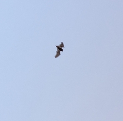 Pipistrellus abramus