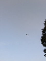 Pipistrellus abramus