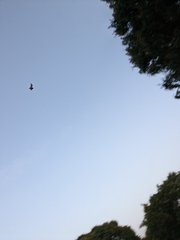 Pipistrellus abramus