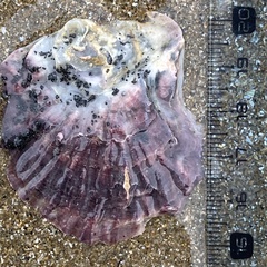 Ostrea edulis