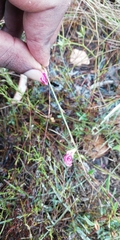 Indigofera declinata