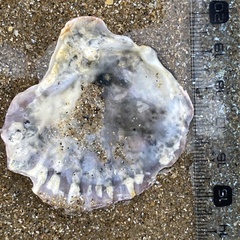 Ostrea edulis