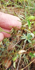 Indigofera declinata
