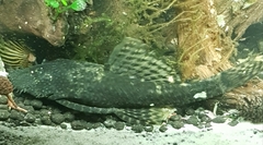Ancistrus