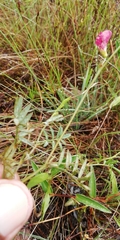Indigofera declinata