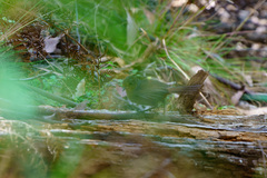 Pycnoptilus floccosus