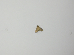 Microthyris lelex